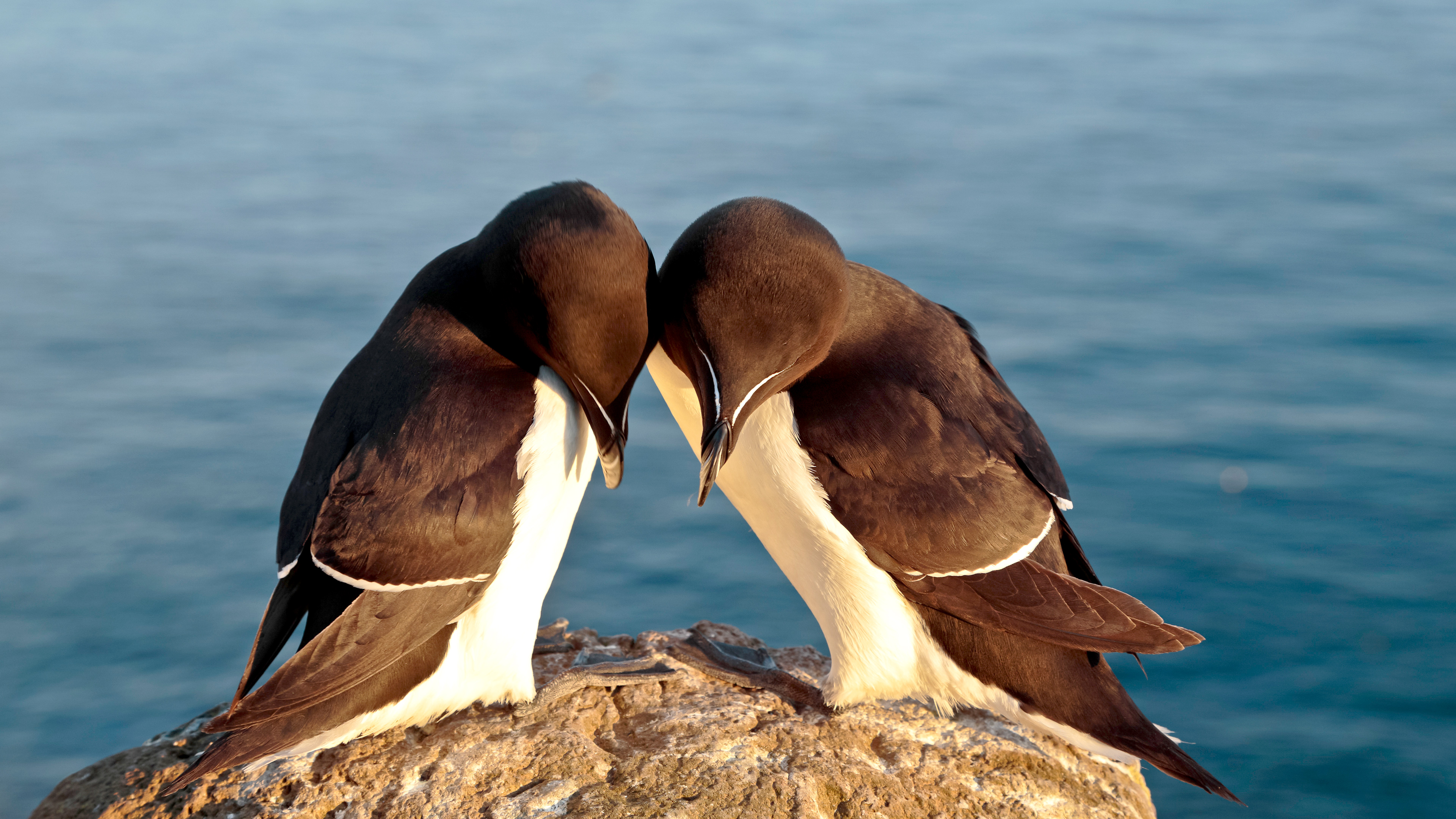 ANY CHICKEN-PIZZA-PASTA DISHES